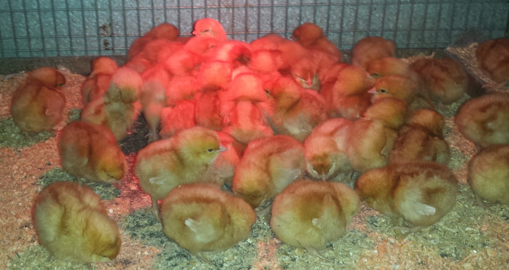 lohman-brown-laying-chickens
